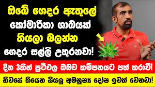 ඔබේ ගෙදර ඇතුලේ  කෝමාරිකා ශාඛයක් මේ විදියට තියලා බලන්න - දින 3කින් ප්‍රථිඵල ඔබව කම්පනයට පත් කරාවී!