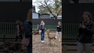 鹿と外国人観光客🦌【奈良県庁前】