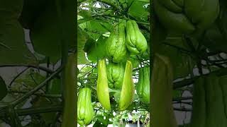 #amazing chayote vegetable #trendingshorts #trendingvideo #viralvideo #shortvideo #fungameplay