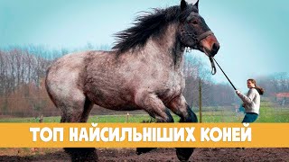 Голландський ваговоз | Найсильніші коні! @cecikavo