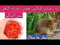 Rat killer Remedy At Home || Chuhon ko Ghr sy bhagany ka asan tarika || Mouse killer