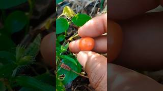 எலந்தை பழம் சீசன் தொடங்கிருச்சி #shorts #nature @kobavan_vlogs