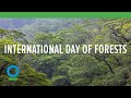 International Day of Forests