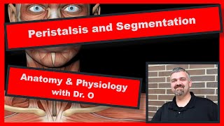 Peristalsis and Segmentation: Anatomy and Physiology
