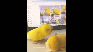 おしゃべりセキセイインコ、とりちゃん　Talking budgie, Tori-chan #talkingbudgie #セキセイインコ #おしゃべりインコ #budgie #shorts #bird