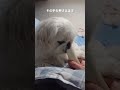 ペキニーズ（犬）飼い主のお腹の上で骨をかじる shorts ペキニーズ 犬 pekingese dog