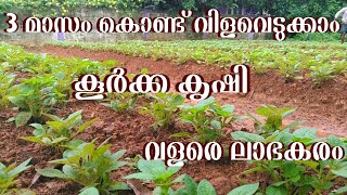 കൂർക്ക കൃഷി - ലാഭകരമായ കൃഷി - Koorka krishi malayalam - Chinese potato malayalam