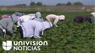 Trabajadores del campo en EEUU recibirán un estímulo de $600 sin importar el estatus migratorio