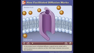 How Facilitated Diffusion Works