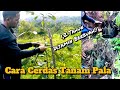 Cara Cerdas Tanam Pala Dari Biji Cepat Berbuah. 1, 2 Tahun Sudah Bisa Berbuah