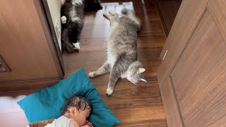 風通しの良い場所で揃ってお昼寝する猫　ラガマフィン　cat taking a nap with everyone