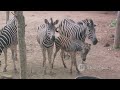 zebra rap video 🦓