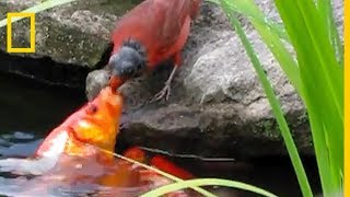 Cet oiseau nourrit des poissons