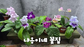 냐옹이네 꽃집, 스트렙토카르푸스 세트 할인 분양해요!