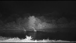 Djuma: Two Giraffes run in then walk through water to other side of dam - 21:27 - 04/11/20