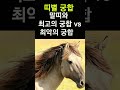 말띠에게 복을 가져다 주는 띠는 띠궁합 말띠와 만나면 최고 vs 최악의 궁합 띠 띠별운세 띠별궁합 사주 대박 말띠 운세