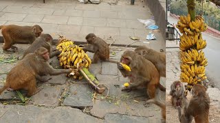 feeding banana to the monkey