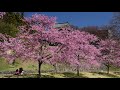 2018年 上田城跡公園の山桜とシダレザクラが見ごろに・4k