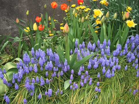 Spring Garden Youtube