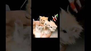 baby kittens video 💞 cute kittens #cutecat #cat