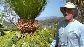 A Walk in the Garden | Cactus Blooms, Cyphostemma and Queensland Bottle Trees