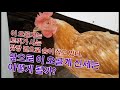 닭의 서열싸움 다양한 닭쌈 권법...패배닭 왕따