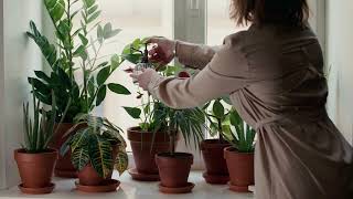 6 plantes d'intérieur qui adorent l'obscurité: Conseil de la pépinière de la jardinerie