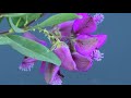 nature in purple 4k uhd scenic relaxing videos with calming music.