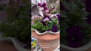 【HD動画】2025年1月27日  冬の花が咲いています。 #flowers #garden #癒し#自然 #naturelovers #薔薇は美しく散る #ばらの花 #rosegarden