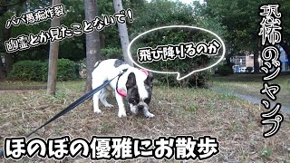 優雅でのんびりした散歩　が、恐怖のジャンプとパパの愚痴　久々のいつもの公園に行きました。フレンチブルドッグ『ぶーちゃん日記』