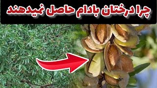 اگر درختان بادام شما بار نمی دهد این ودیو را از دست ندهید|باغبانی با قربان آزاد