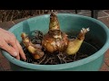 Growing Amaryllis Bulbs and Baby Bulbs