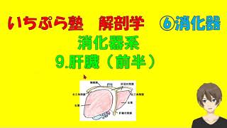 【いちぷら塾】解剖学　6消化器系　9肝臓（前半） #あん摩マッサージ指圧師、鍼灸師