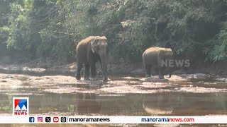 തണ്ണിത്തോട്ടിൽ ജനവാസമേഖലയിലെ പുഴയിൽ ഇറങ്ങിയും കരയ്ക്ക് കയറിയും കാട്ടാനകള്‍ | Pathanamthitta