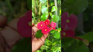 മുള്ളില്ലാത്ത യൂഫോബിയ പൂക്കൾ #thornless euphobia #wtsp9947132040 #onlineplants #lovemyplants.in