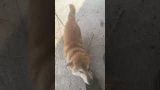 柴犬小次郎                                        天気いいなぁ