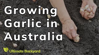 How to Plant and Grow Garlic in Australia