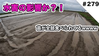 水害の影響か？？　全部タニシに食べられてなくなってる・・・