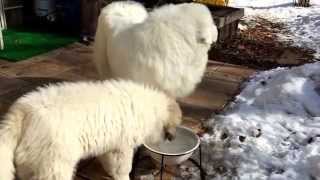 【グレートピレニーズ】ルンルン、アラン、仲良く水を飲む。