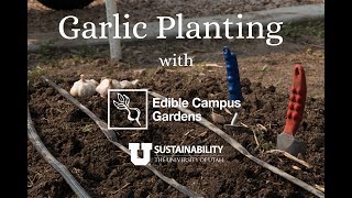 Garlic Planting Tips with Edible Campus Gardens