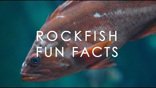 Why Rockfish are so cool and unique | with Dr. Milton Love