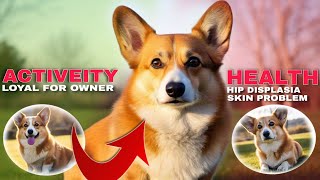 How CORGI a BIG PROBLEM ??