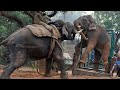 പാപ്പാനെ കൊല്ലാൻ വന്ന കാട്ടാനയ്ക്ക് മുട്ടൻ ഇടി കൊടുത്ത കലീം എന്ന കുങ്കിയാന | Kalim elephant kumki