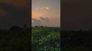 New farming video khetibari #desi #farming #khetibadi #trending #viral #shorts