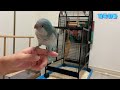 퀘이커 앵무새 끼룩이 날개 훈련 quaker parrot wing training