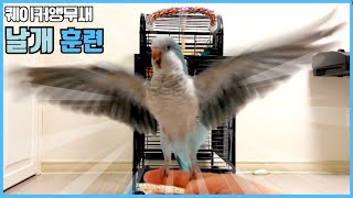 퀘이커 앵무새 끼룩이 날개 훈련 (Quaker parrot Wing training)