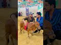 Eid ul Adha Animal 2021 | Cow Tiktok | Cow Lover | Qurbani Eid Janwar | whatsapp status | #Shorts