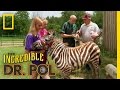 A Horse of Another Color | The Incredible Dr. Pol