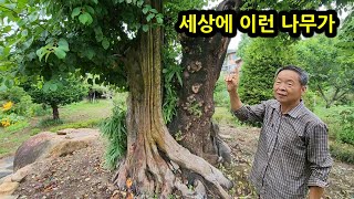 조경 달인이 만든 정원 아이디어 3가지 공개