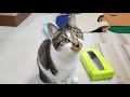 猫とティッシュ箱のおもちゃ猫diy ちこかぶ